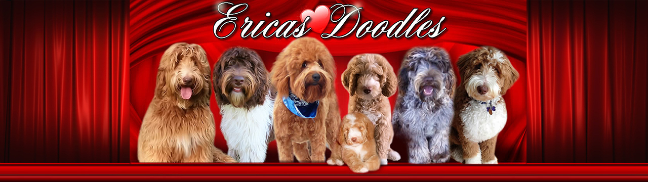 Goldendoodle And Australian Labradoodle Puppies For Sale Illinois Erica S Doodles