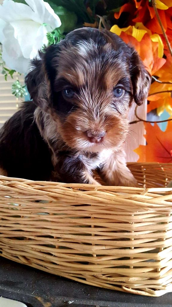 Goldendoodle And Australian Labradoodle Puppies For Sale ...